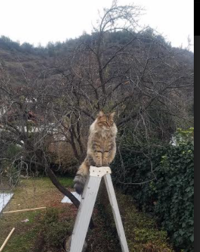 OG·阿努诺比在NBA常规赛中贡献稳定，猛龙阿努诺比