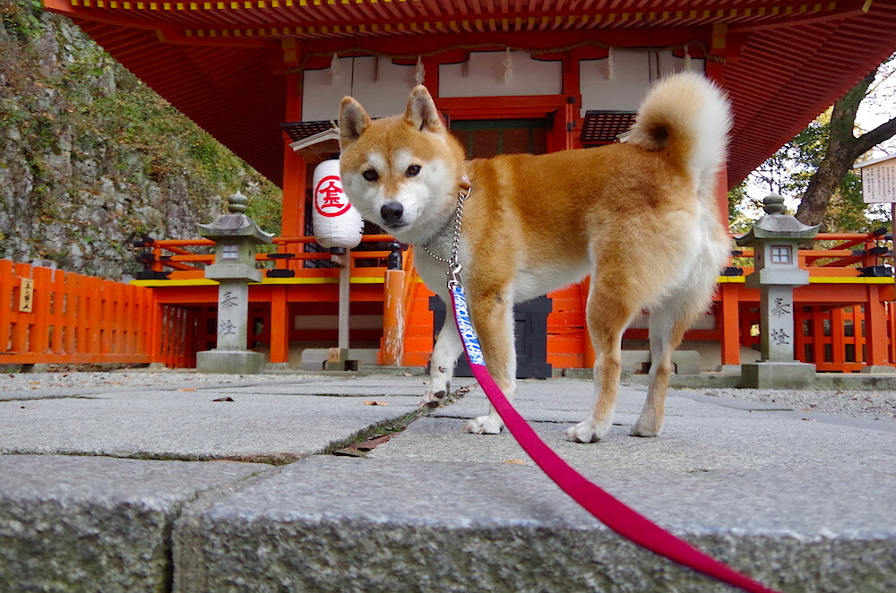 ayx爱游戏官网-_掘金攻防全线发力，战绩稳步提升_，掘金进攻效率